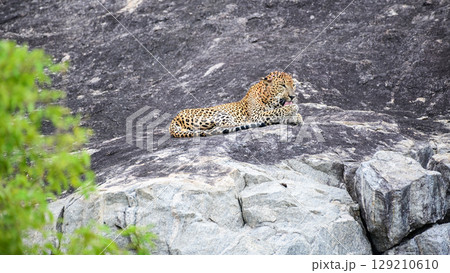 A leopard is lying on a rock while licking its back leg at Yala National Park. Sri Lankan leopard grooming itself in a relaxed position on the stone surface 129210610