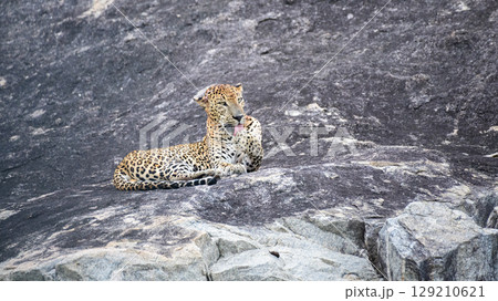 A leopard is lying on a rock while licking its back leg at Yala National Park. Sri Lankan leopard grooming itself in a relaxed position on the stone surface A leopard is lying on a rock while licking its back leg at Yala National Park. Sri Lankan leopard grooming itself in a relaxed position on the stone surface 129210621