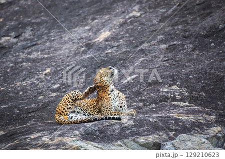Relaxed leopard scratches its neck on a rock at Yala National Park, Sri Lanka. Relaxed leopard scratches its neck on a rock at Yala National Park, Sri Lanka. 129210623
