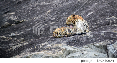 A leopard is lying on a rock while grooming itself in a relaxed position on the stone surface at Yala National Park. A leopard is lying on a rock while grooming itself in a relaxed position on the stone surface at Yala National Park. 129210624