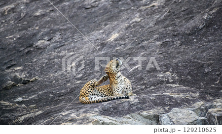 Relaxed leopard scratches its neck on a rock at Yala National Park, Sri Lanka. 129210625