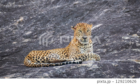 Leopard lies on a rock and looks directly at the camera with a calm expression at Yala National Park, Sri Lanka. 129210626