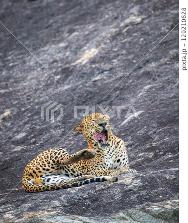 A leopard is yawning while lying on a rock in a relaxed position at Yala National Park. 129210628
