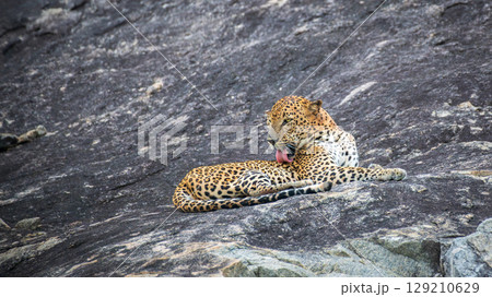 A leopard is lying on a rock while grooming itself in a relaxed position on the stone surface at Yala National Park. 129210629