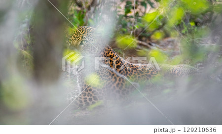 Leopard lies resting on the forest floor at Yala National Park, Sri Lanka. Hidden behind soft foliage. Leopard lies resting on the forest floor at Yala National Park, Sri Lanka. Hidden behind soft foliage. 129210636