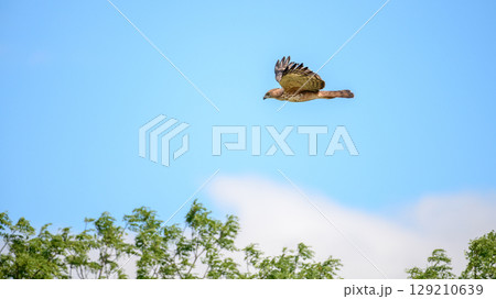 Changeable hawk eagle flies above green trees under a clear blue sky. 129210639