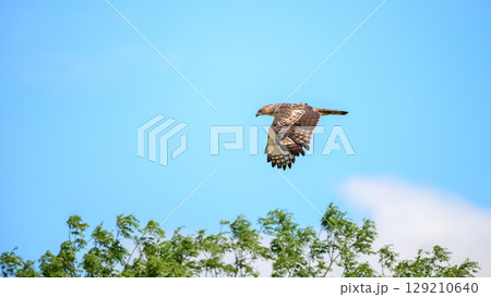Changeable hawk eagle flies above green trees under a clear blue sky. 129210640