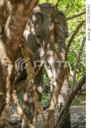 Tusker Elephant resting under the shade of the trees with sunlight filtering through the leaves. The dappled light creates patterns on the elephant's skin Tusker Elephant resting under the shade of the trees with sunlight filtering through the leaves. The dappled light creates patterns on the elephant's skin 129210642