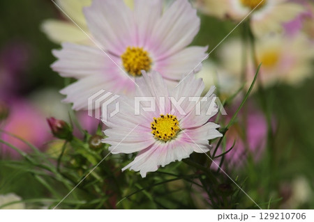 秋を代表する花コスモスの花盛り―弐 129210706