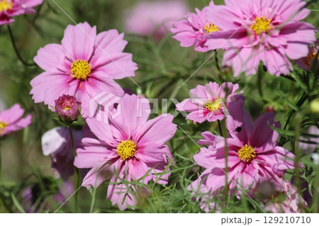 秋を代表する花コスモスの花盛りー六 129210710