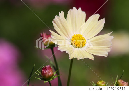 秋を代表する花コスモスの花盛りー七 129210711