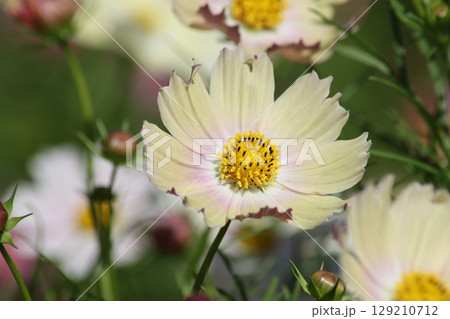 秋を代表する花コスモスの花盛り－八 129210712