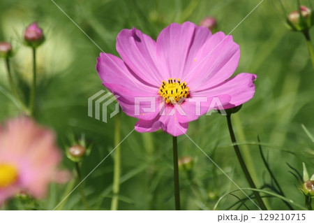 鮮やかなコスモスの花色が映える秋 129210715