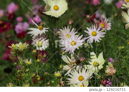 秋の馬見丘陵公園のフラワーフェスティバルー七 秋の馬見丘陵公園のフラワーフェスティバルー七 129210731