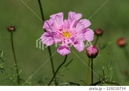 秋の馬見丘陵公園のフラワーフェスティバルー拾 129210734