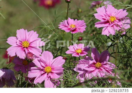 秋を代表する花コスモスの花盛り 秋を代表する花コスモスの花盛り 129210735