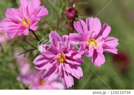 秋を代表する花コスモスの花盛りー壱 秋を代表する花コスモスの花盛りー壱 129210736