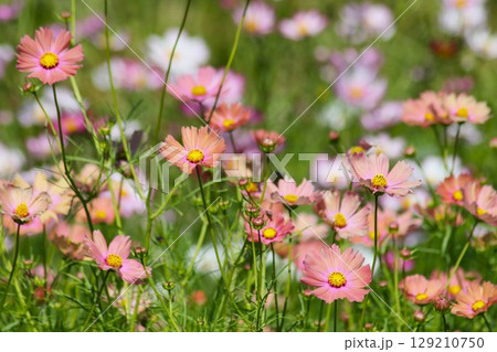 秋の馬見丘陵公園のフラワーフェスティバル―弐 129210750