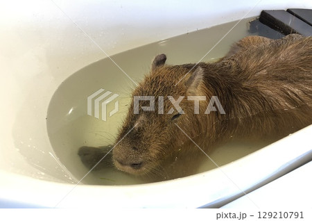 お風呂に浸かるカピパラ 129210791