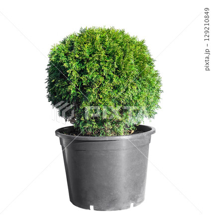Ball trimmed thuja in plastic pot isolated on white background. Big potted green thuya cutout Ball trimmed thuja in plastic pot isolated on white background. Big potted green thuya cutout 129210849