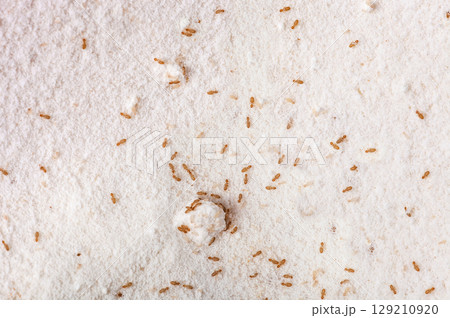 Booklice or barklice feeding in flour. Little brown Trogium pulsatorium, common booklouse on domestic kitchen. Food pest macro life top view 129210920