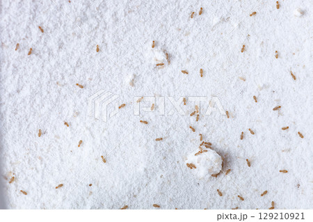 Booklice or barklice feeding in flour. Small brown Trogium pulsatorium, common booklouse on domestic kitchen. Food pest macro life top view Booklice or barklice feeding in flour. Small brown Trogium pulsatorium, common booklouse on domestic kitchen. Food pest macro life top view 129210921