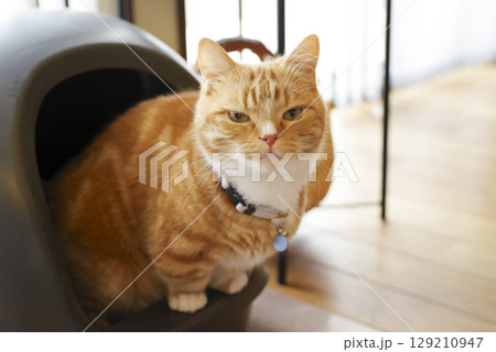 カメラを睨む家猫 カメラを睨む家猫 129210947