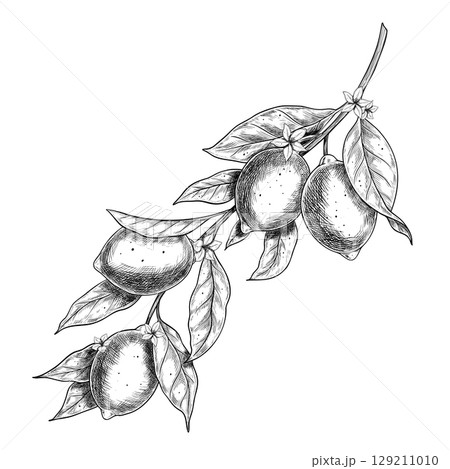 Vector illustration of Lemon tree branch with leaves, citrus fruits and flowers. Botanical engraving of Limes drawn with black ink. Etching for food packaging, labels and product decoration. 129211010