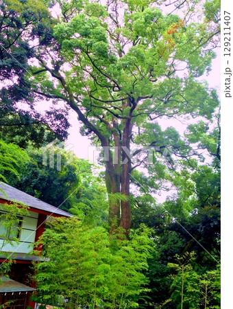 熱海来宮神社入口のクス 熱海来宮神社入口のクス 129211407