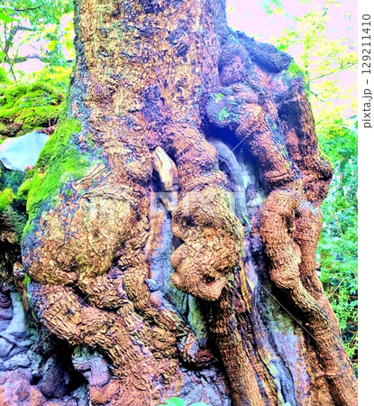熱海来宮神社の大楠 熱海来宮神社の大楠 129211410