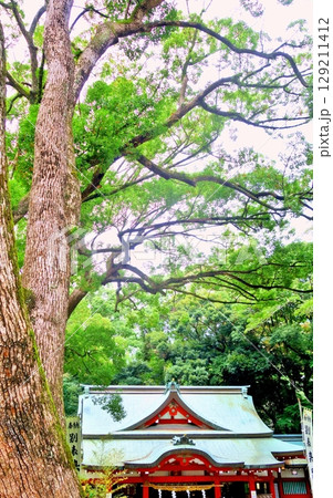 熱海来宮神社本殿 熱海来宮神社本殿 129211412