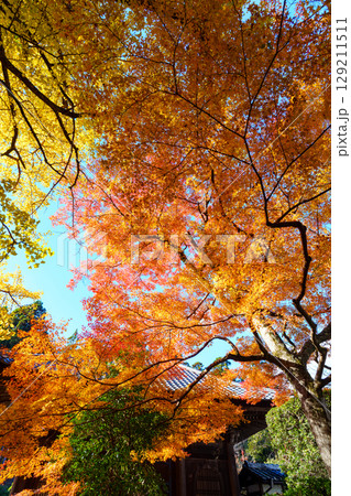 紅葉に包まれた慈眼堂 紅葉に包まれた慈眼堂 129211511
