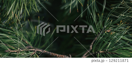 Closeup pine background with green tones and blur, ideal for organic branding, cosmetics and supplement packaging. Suggests purity and plant-derived benefits Banner Closeup pine background with green tones and blur, ideal for organic branding, cosmetics and supplement packaging. Suggests purity and plant-derived benefits Banner 129211871