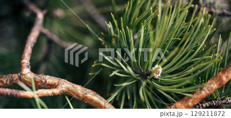Evergreen pine closeup as eco abstract background in clean natural style. Green pine branch texture with copy space, perfect for wellness and eco design 129211872
