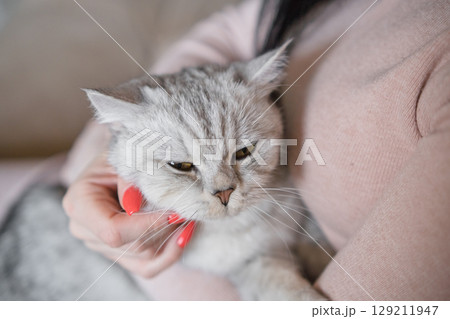A woman is stroking a gray cat with her hands 129211947