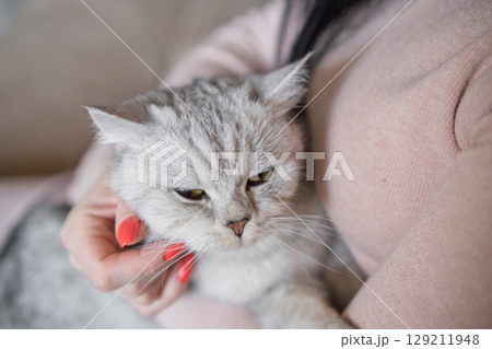 A woman's fingers stroke a beautiful white cat's chin 129211948