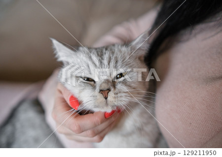 A woman is holding a beautiful young Scottish cat with both hands A woman is holding a beautiful young Scottish cat with both hands 129211950