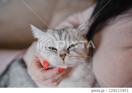 A woman is holding a beautiful young Scottish cat with both hands A woman is holding a beautiful young Scottish cat with both hands 129211951