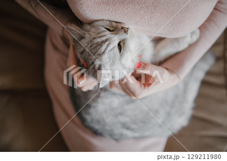 Close up of a Scottish Straight cat in the arms of a girl with a beautiful manicure 129211980