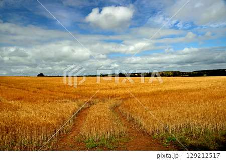 View Over a Field of Wheat Towards Distant Farm Buildings and Hills 129212517