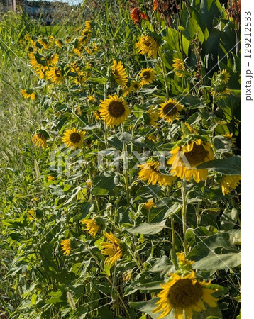 夏の公園に咲くヒマワリの花 夏の公園に咲くヒマワリの花 129212533