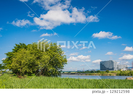 夏の淀川風景　淀川流域自然園　大阪府枚方市 129212598