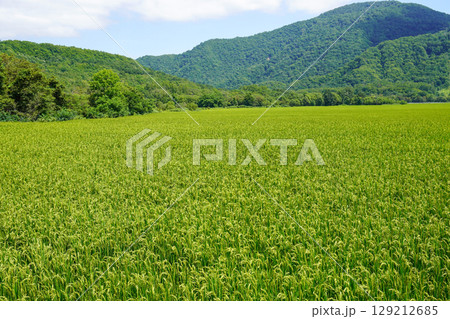 新十津川町の山奥にある水田風景 129212685