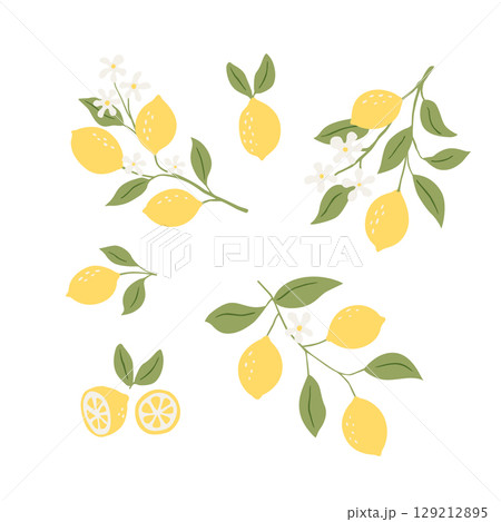 Illustrations of lemons. Hand painted ripe lemon branches with green leaves Illustrations of lemons. Hand painted ripe lemon branches with green leaves 129212895