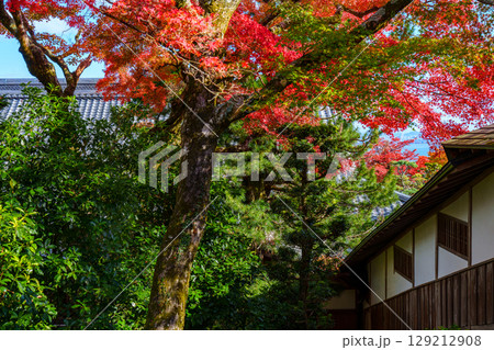 紅葉に包まれた滋賀院門跡 紅葉に包まれた滋賀院門跡 129212908