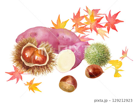 秋の収穫のイメージの水彩イラスト。サツマイモと栗と紅葉の集合。挿絵。 129212923