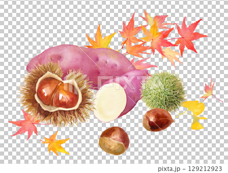 秋の収穫のイメージの水彩イラスト。サツマイモと栗と紅葉の集合。挿絵。 129212923