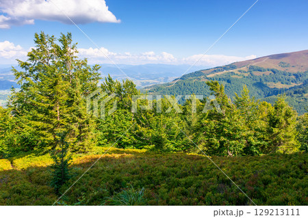 forest on the hill. alps of ukraine in august. sunny afternoon forest on the hill. alps of ukraine in august. sunny afternoon 129213111