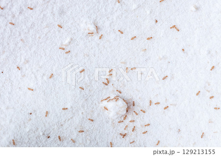 Booklice or barklice feeding in flour. Small brown Trogium pulsatorium, common booklouse on domestic kitchen top view Booklice or barklice feeding in flour. Small brown Trogium pulsatorium, common booklouse on domestic kitchen top view 129213155