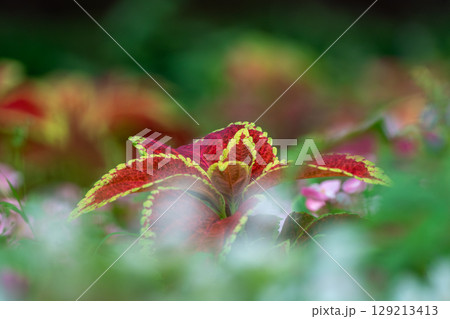 赤い花 129213413